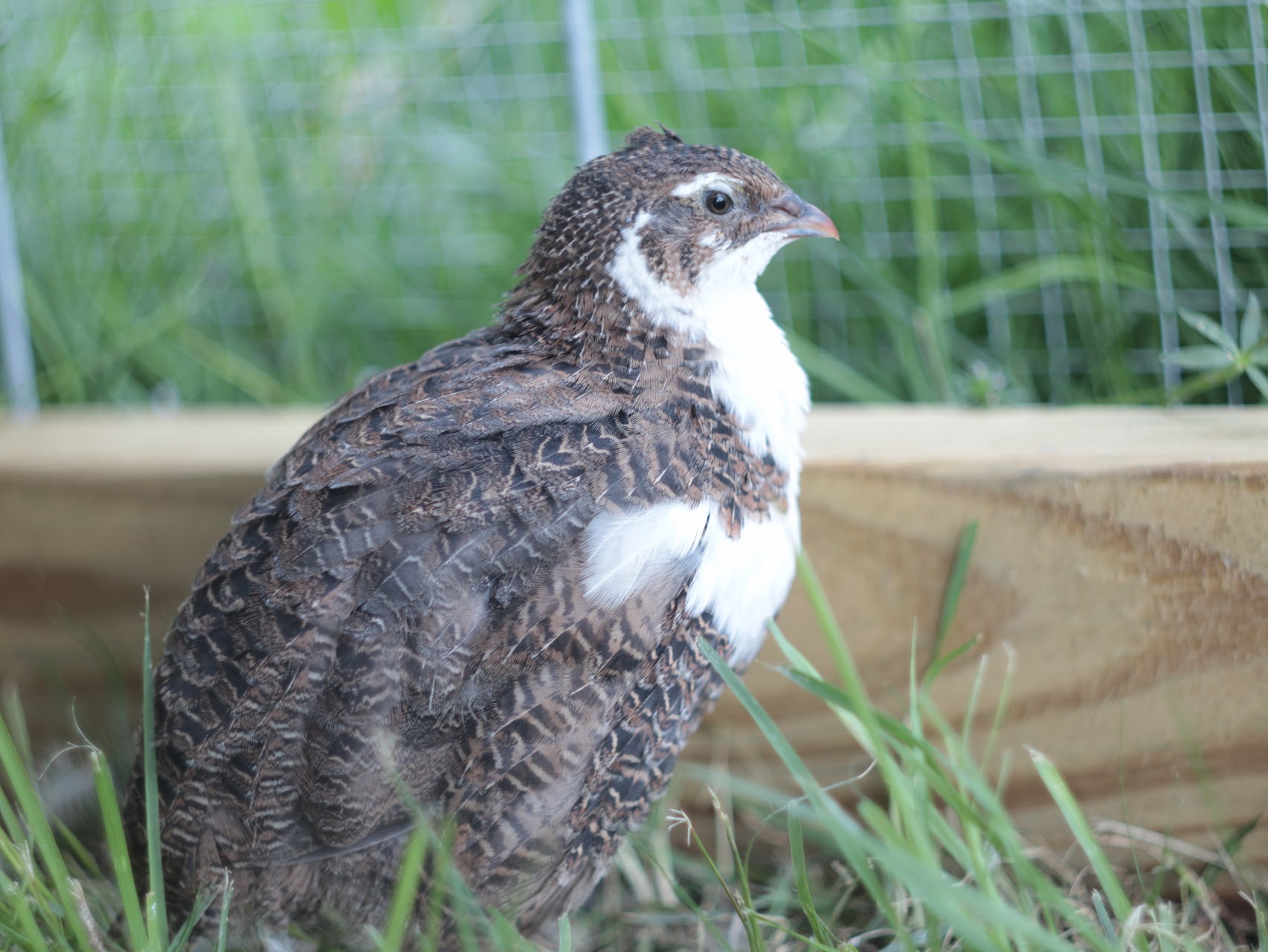 Reddick Aviary Birds