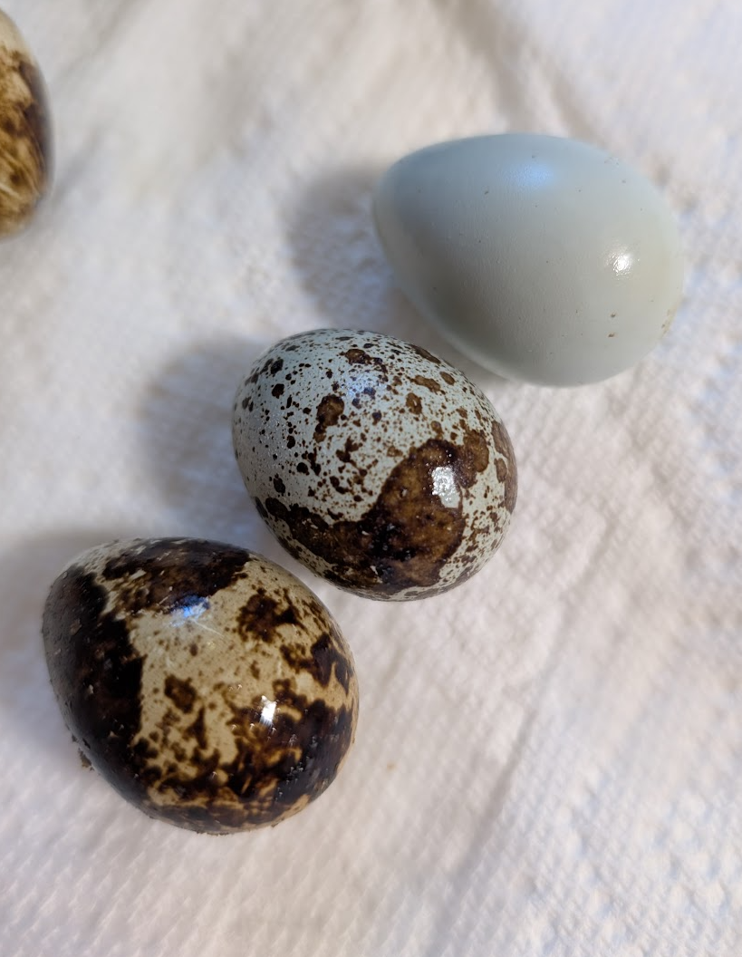 Reddick Aviary Birds